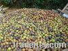 Sell High-Oil- Tung Fruit