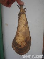 Sell Dried  and Fresh Bamboo  Shoots