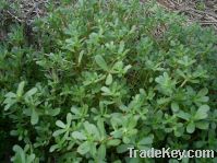 Sell Dried and Fresh Purslane    Potherb
