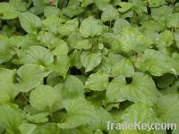 Sell  Fresh and Dried Herbahouttuyniae Roots Leaves  Flowers