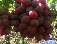 Red Globe Grapes from Chile