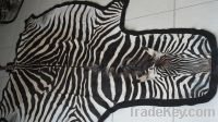 zebra skin rugs, zebra shoulder mounts