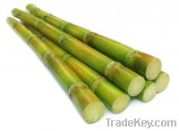 Sell fresh sugarcane