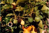 Jatropha plantations for sale