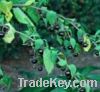 Sell belladonna Extract