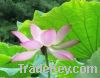Sell Lotus Leaf P.E.