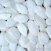 Sell natural Snow white pumpkin seeds