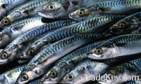 Sell 400-600g frozen mackerel fish