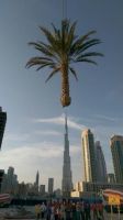 date palm trees for sale with home delivery and planting 0561513155  dubai
