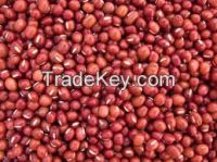 Sorghum Grains