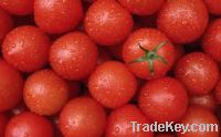 Sell of tomatos