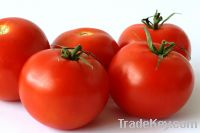 Sell of Natural Spray tomatos