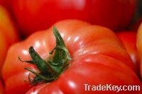 Sell of Quality Natural Tomato