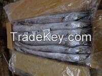 we have fresh frozen mackerel  fish for sale