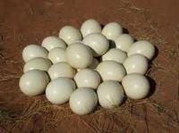 Sell Fertilize Hatching Ostrich Eggs And Incubators