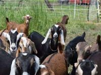 Quality Live Boer Goats, Saanen Goats, Kalahari Red Goats
