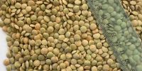 Dried Lentils, Wholesale Lentils and Peas, Bulk Lentils - Red, Green, & More, Premium Lentils