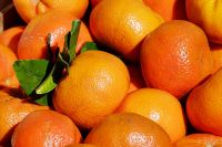 Buy Fresh Juicy Oranges Directly From The Farm, Fresh Navel Oranges, Fresh oranges & citrus fruits, Pure Fresh Oranges For Juice