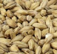 Whole Grain Barley, Barley Seeds for Sale, Organic Hulled Barley, Organic Whole Grain Barley, Non-GMO Barley Grain Seed Collection