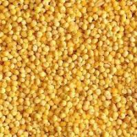Yellow-Green Millet, Yellow Millet For Budgies, seed-eating birds, Hulled Millet, Whole Grain Millet, Yellow Millet Seeds, Millet Seed for Human Consumption