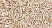 Raw Whole Oat Kernels, Organic Non-GMO Whole Oat Grain Seeds (With Husk Intact), Re-Sealable Pouch Oats Seed Grains, for Sprouting, Oat Grass, Animal Feed, Storage & More