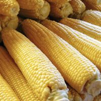 Incredible Sweet Corn Plants for Sale, Bulk Whole Corn, Corn and Maize for Sale, Yellow Corn for Sale, Corn and Wheat Sales, 