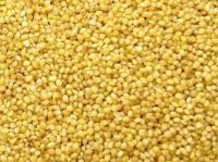 Australian Yellow Millet, Hulled Millet Cereal in Bulk, Organic shelled French millet seeds, Yellow millet grains