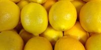 Fresh green lemon for sale, Wholesale Price High Quality Fresh Citrus Fruit Fresh Lemon for Sale, Fresh Raw Lemons
