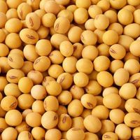 Soy Beans / Organic NON GMO, Soybeans, Certified Organic Soy Beans for Soymilk, Tofu, Food, Bulk Soybeans Seed for Sale