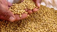 Organic Soya Beans, Soybean Seed, Soybean Grains, Organic Non-GMO Soy beans, GMO soybeans