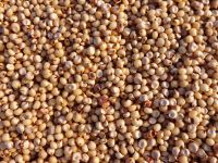 Buy Organic White Sorghum For Sale, Sorghum Seed for sale, Premium Sorghum Grain Clover Grass Seed Mix
