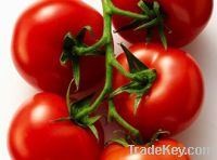 Sell fresh tomato