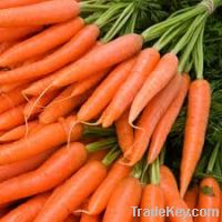 Sell Fresh Carrot