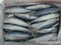 frozen whole round mackerel fish