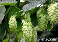 FRESH HOPS AND HOPS EXTRACT