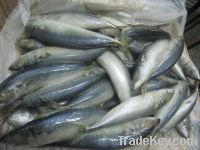 Sell  frozen spanish mackerel