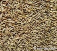 cumin seeds