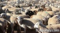 Live Sheep and Lamb for sale