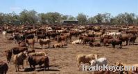 Live Cattle