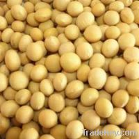 non gmo soybean, organic soya bean, soybean