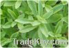 Sell stevia RA97 with high quality and low price
