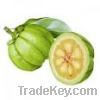 Sell Garcinia cambogia 60% extract