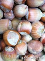 Sell - BIO - Hazelnuts - InShell