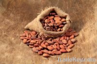 Selling  Cocoa Bean Seed