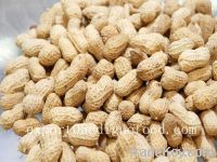 Sell PEANUTS IN SHELL