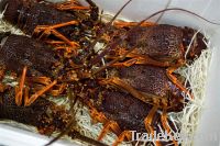 Sell live Australian Rock Lobster, Abalone and King Crab