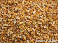 Yellow Corn Grain Seller, Yellow Corn White