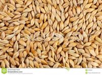 Barley