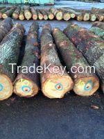 OAK / BEECH / ASH LOGS & AFRICAN LOGS with KOSSO Timbers