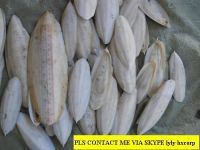 OFFER Cuttlefish bone.my skype: lyly hcorp